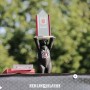 Berlin_Klassik-2017-576